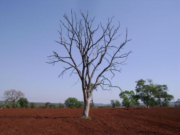 paysage, arbre, la nature, herbe, branche, plante