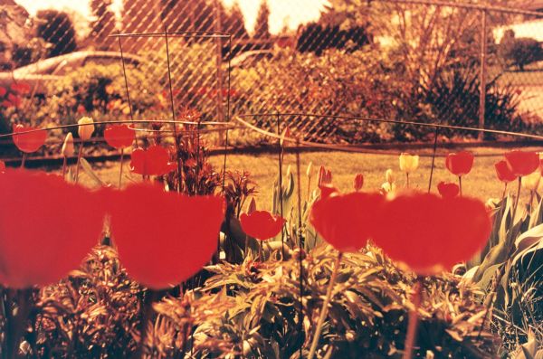 plante, blomst, film, analog, aften, forår