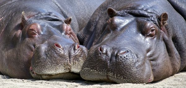 nature,wildlife,fauna,wild,mammal,head