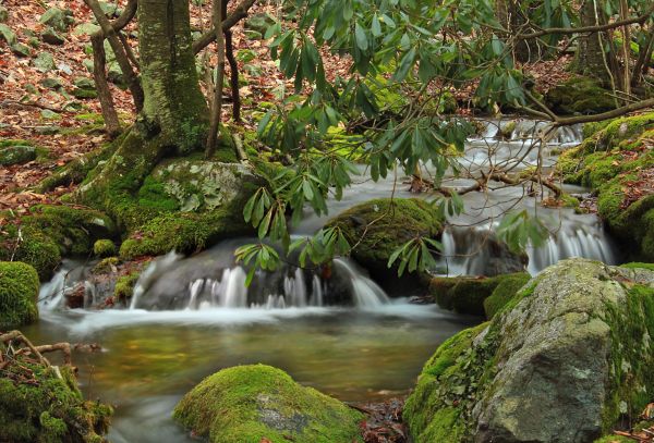 Baum, Natur, Wald, Bach, Wildnis, Wasserfall