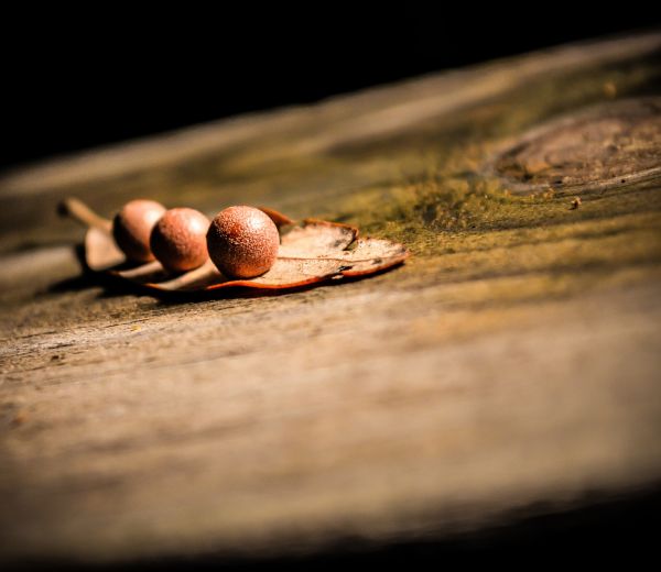 mano,fotografía,naturaleza,madera,hoja,semilla