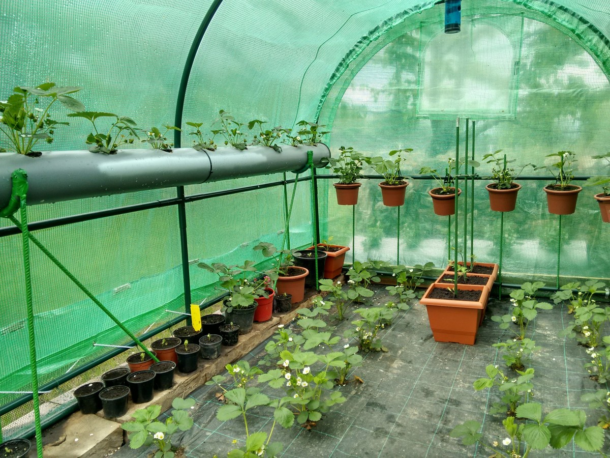 herramienta, jardín, invernadero, Tomates, Fresas, Objeto hecho por el hombre, Estructura al aire libre