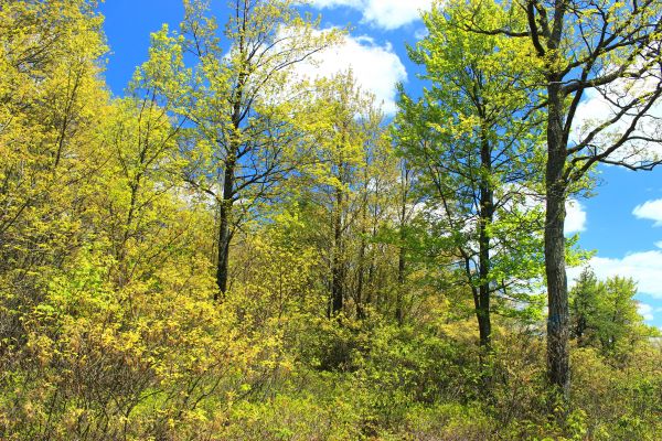 træ, natur, Skov, afdeling, plante, himmel