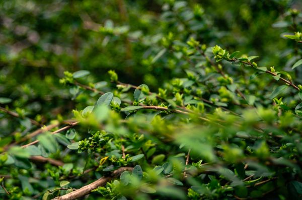 albero, natura, foresta, ramo, pianta, erba