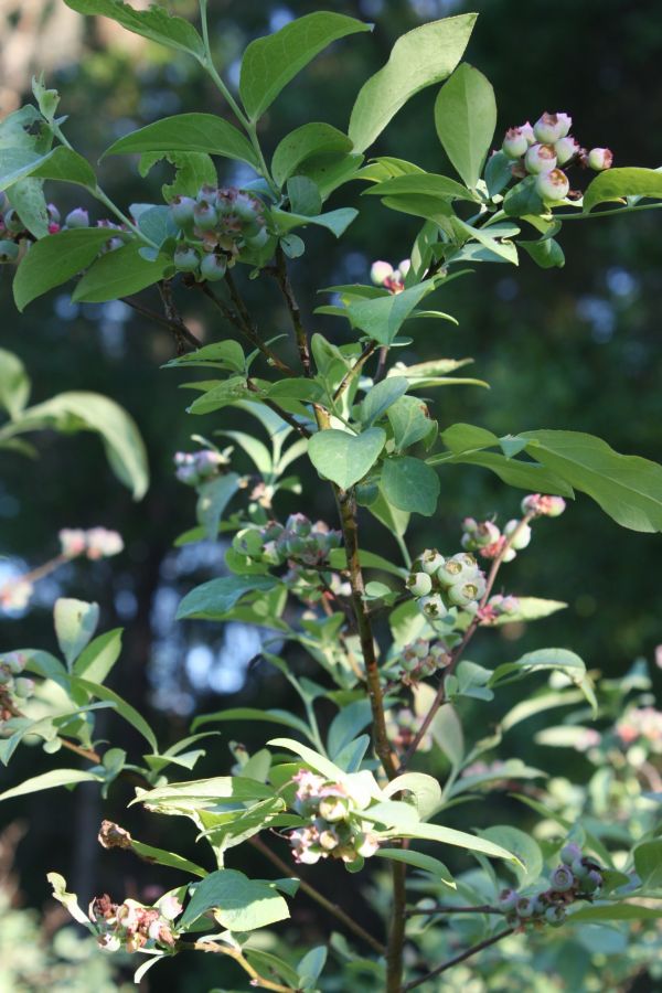 árvore,plantar,fruta,flor,Comida,produzir