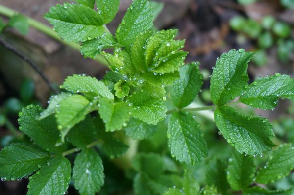 nature, plant, leaf, flower, rain, rose