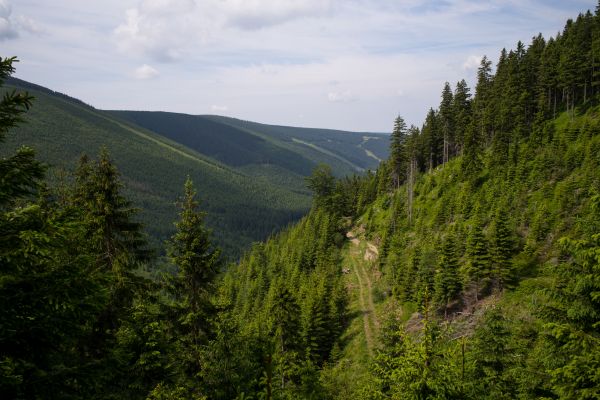 maisema,puu,luonto,metsä,polku,ulko-