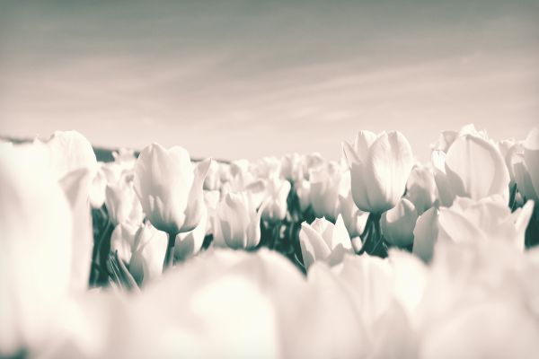 nature,cloud,sun,white,flower,vintage