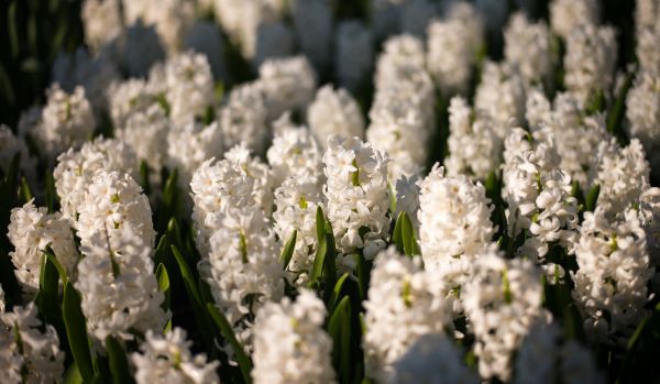 natur,bokeh,plante,blomst,blomst,hvid