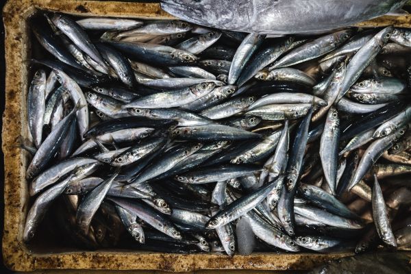 peixe,anchova,Produtos de peixe,peixe oleoso,frutos do mar,Alimento de anchovas