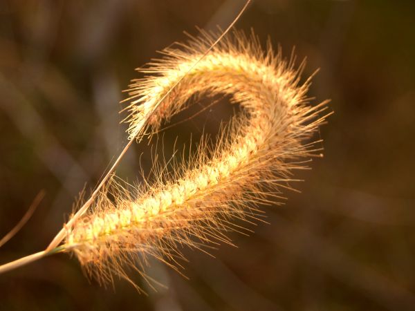 natura, erba, all'aperto, ramo, fiorire, leggero