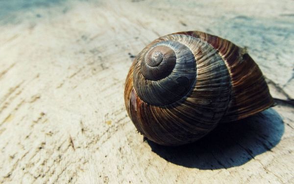 φύση, σπειροειδής, σοδειά, Ρετρό, υφή, διακόσμηση