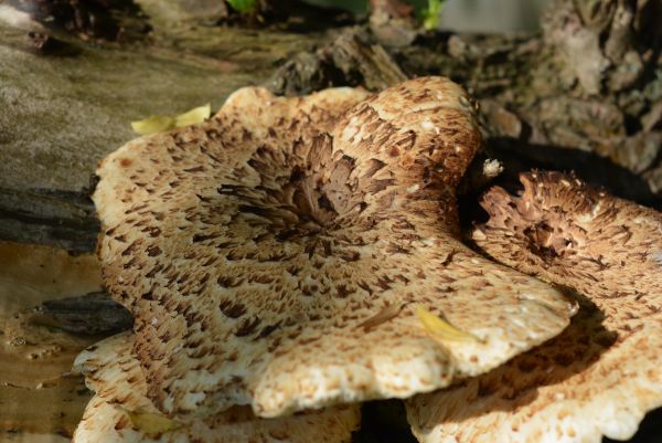 Pilz, Pilz, Agaricus, Baumpilz, Pilze auf Baum, Matsutake