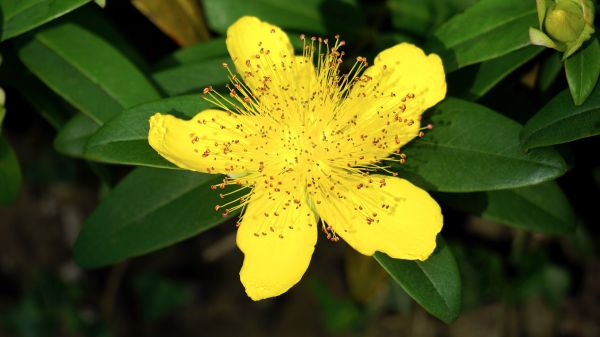 Natur, blühen, Pflanze, Blatt, Blume, Wachstum