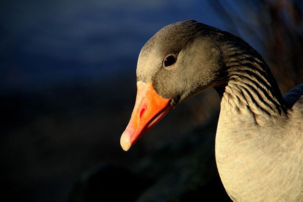 lintu,siipi,eläin,villieläimet,nokka,eläimistö