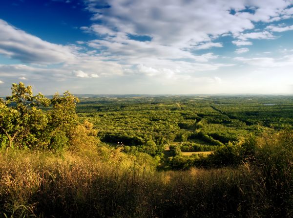 landschap,boom,natuur,Bos,gras,horizon