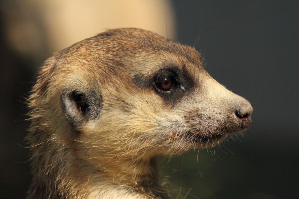 自然,野生動物,哺乳類,動物相,動物,アフリカ