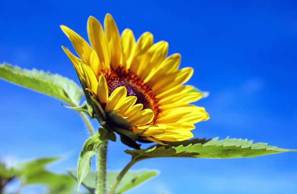 plantar,flor,pétala,natureza,céu,campo