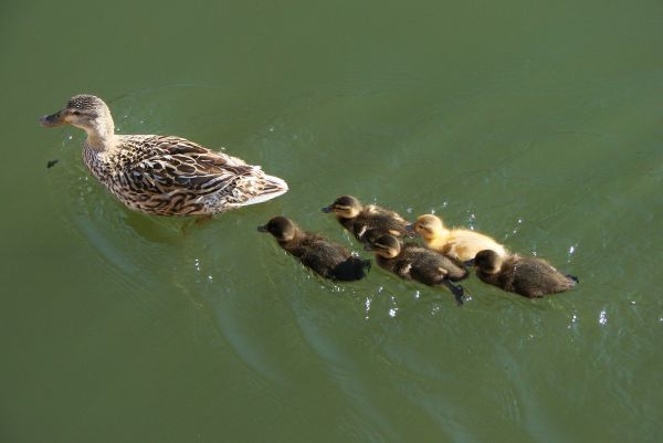 eau,la nature,oiseau,aile,faune,femelle