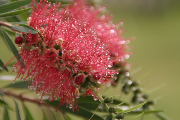 træ,afdeling,blomst,plante,fotografering,blad