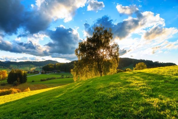 nature, green, cloud, grassland, sky, natural landscape