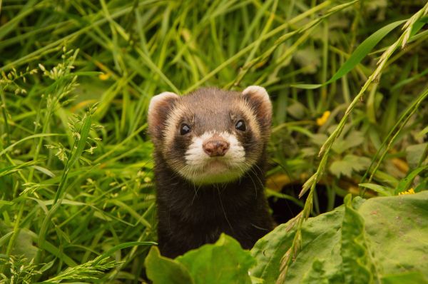 animais selvagens,mamífero,fauna,Panda vermelho,Animais,furão