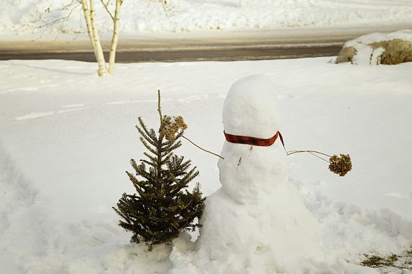 Weiß,Ast,Schnee,kalt,Winter,Frost