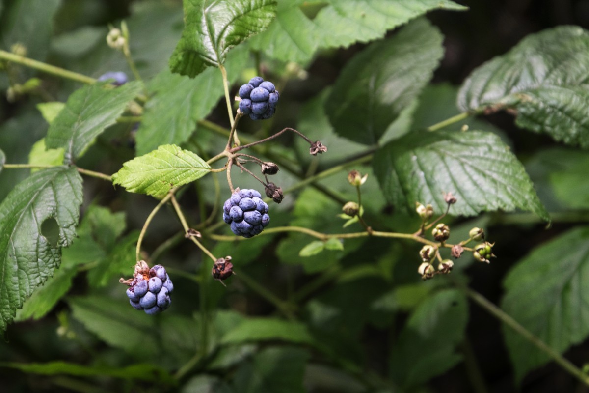 natur, utendørs, gren, anlegg, fotografering, frukt, bær, blad, blomst, vill, busk, mat, produsere, botanikk, nikon, flora, bjørnebær, nederland, nederland, zuidholland, busk, outdoorphotography, bramble, paulvandevelde, pdvandevelde, padagudaloma, natuurfotografie, Dordrecht, Biesbosch, nederlandinfotos, hollandse, wilde, Rubus, Struik, Braam, vrucht, begroeing, blomstrende plante, blåbær, huckleberry, landanlegg, dewberry