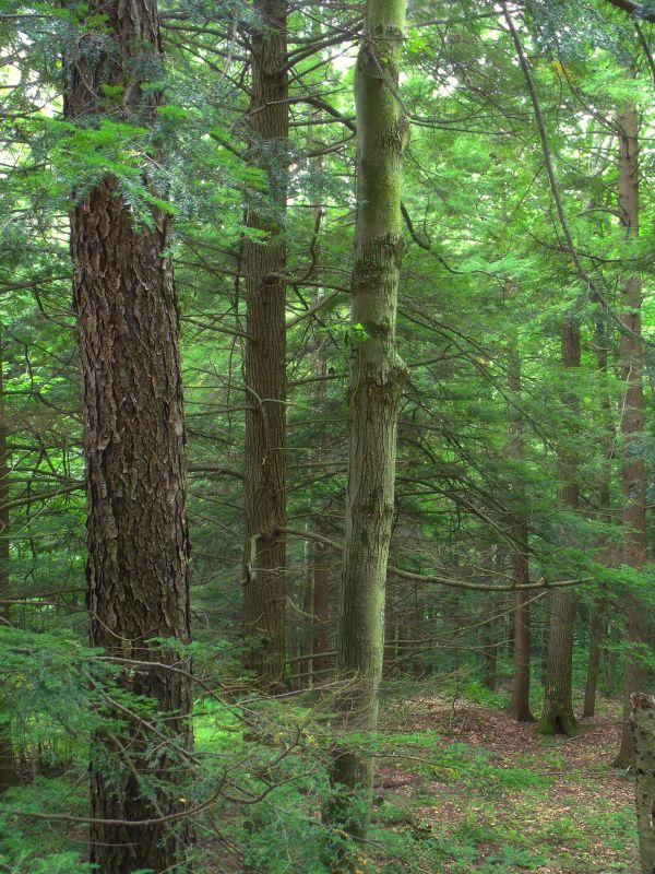 natur,skog,träd,vildmark,växt,spår