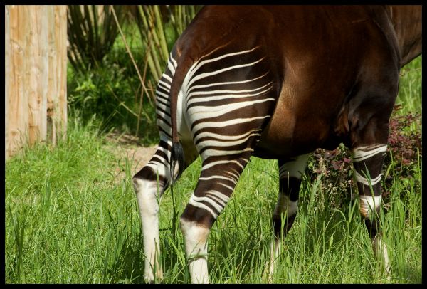 nature,wildlife,zoo,grass,prairie,jungle