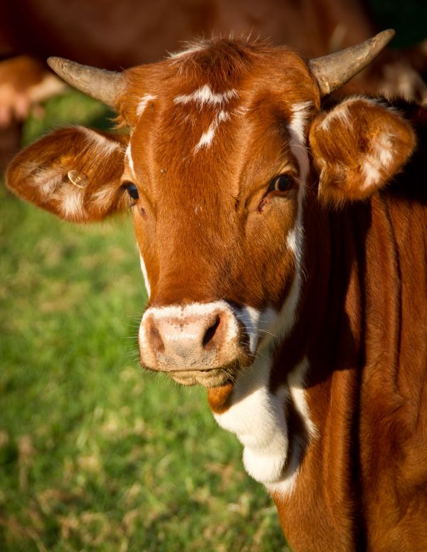 iarbă,camp,fermă,luncă,alb,animale sălbatice