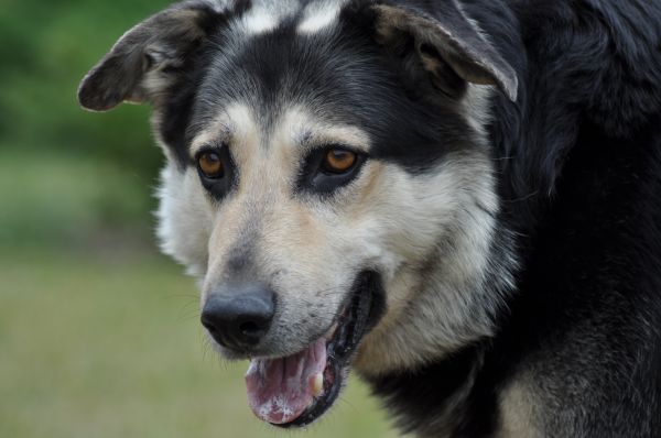 cane, animale, animale domestico, mammifero, grugno, vista