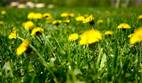 natura, erba, fiorire, pianta, campo, prato