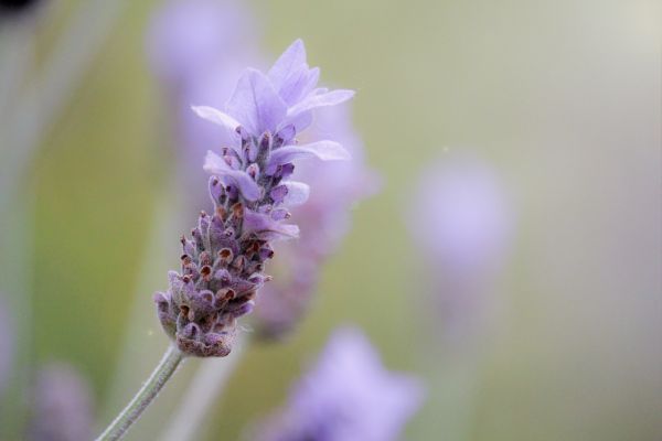 natura,fiorire,pianta,fiore,viola,fotografia