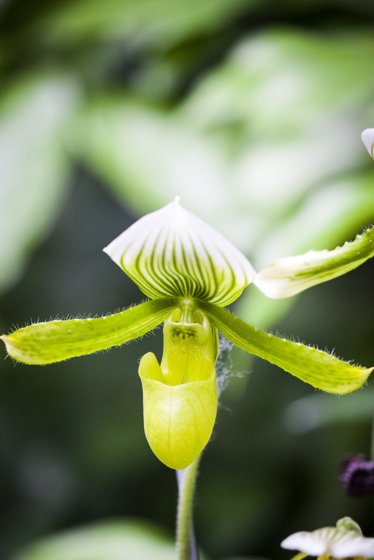 natur, blomstre, anlegg, fotografering, blad, blomst, blomst, grønn, botanikk, gul, flora, orkide, Wildflower, nærbilde, knopp, Cypripedium, makrofotografering, blomstrende plante, grønn orkidé, plante stammen, landanlegg