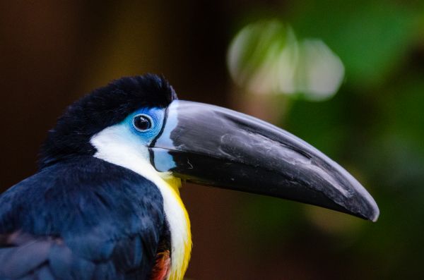 la nature, oiseau, aile, Bokeh, pieds, animal