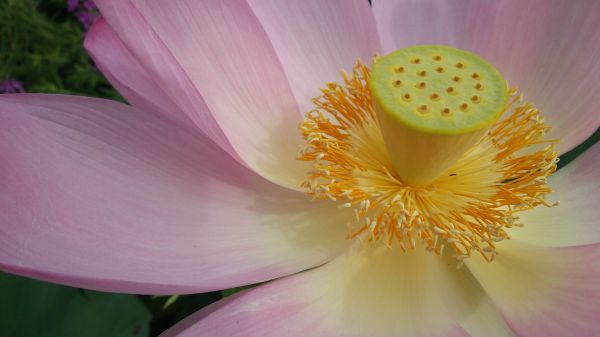 natureza, Flor, plantar, flor, pétala, flor