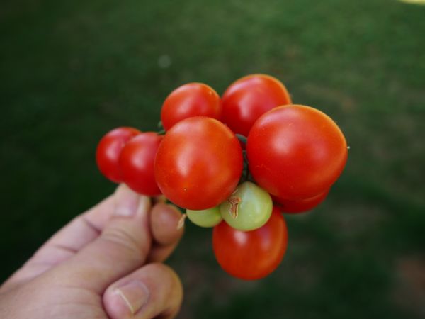 plantă,fruct,floare,vita de vie,boabă,dulce