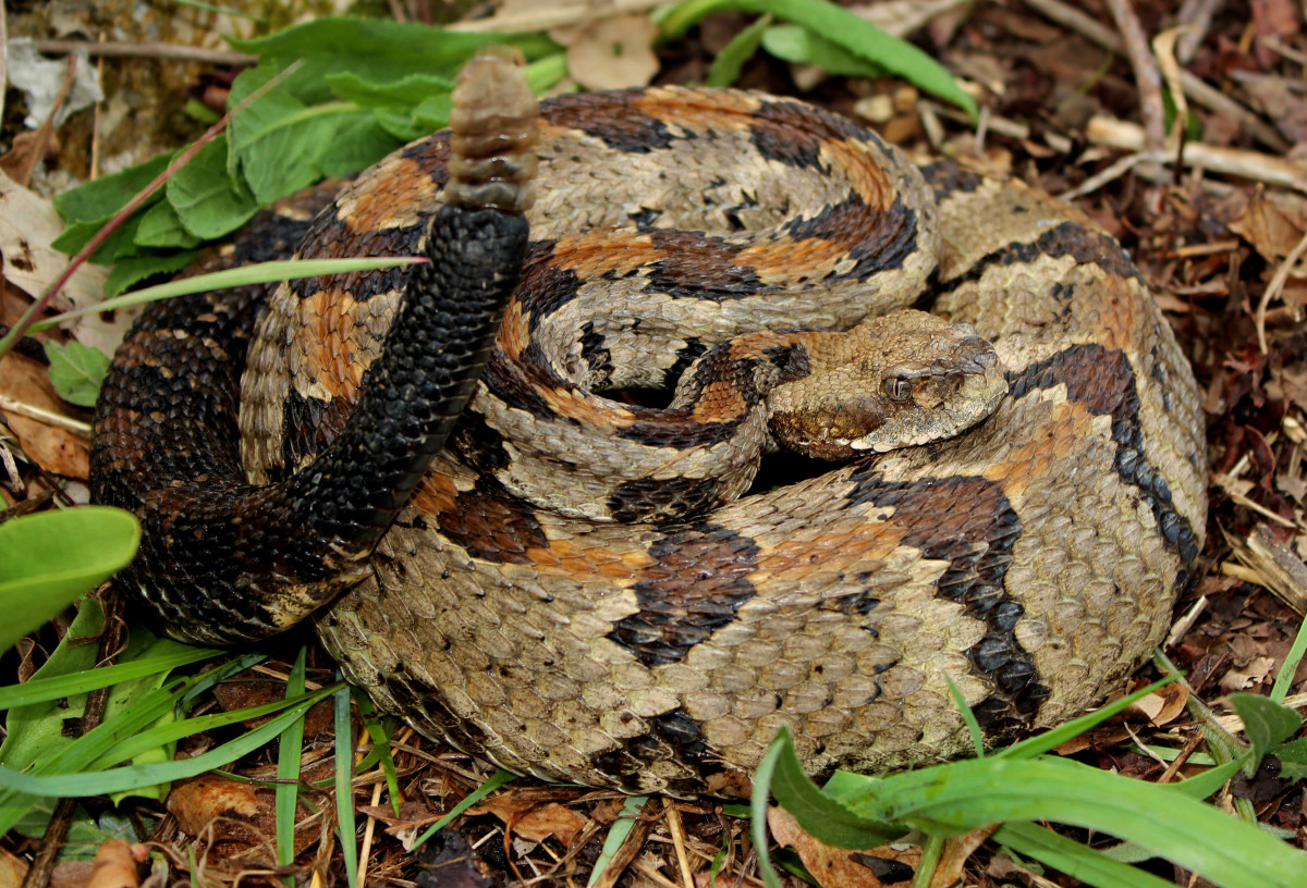 Natura, zimno, pochmurny, zwierzę, dzikiej przyrody, dziki, wiosna, kanon, stok, skalisty, drapieżnik, gad, fauna, flickr, stworzenia, 2016, Najlepiej, Buntownik, Piotr, wąż, grzechotnik, timberrattlesnake, kręgowiec, wapień, kwiecień, drzewny, T3i, 1855mm, waga, niebezpieczny, jadowity, endotermiczny, wąż, krwistych, Missouri, herp, herping, paplanus, peterpaplanus, grzechotka, buzztail, Ozarks, Grzechotnik, horridus, kły, jad, lesisty, densité, stlouis, żmija, wąż trawiasty, Podwiązki snake, Colubridae, SideWinder, Emydidae, Wschodniej Diamondback grzechotnik, boa dusiciel, skalowana gadów, boa, Hognose węża, kingsnake