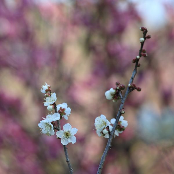 自然, ブランチ, 花, 工場, 葉, 花