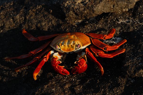 海洋, 餐饮, 生物学, 海鲜, 动物群, 贝类