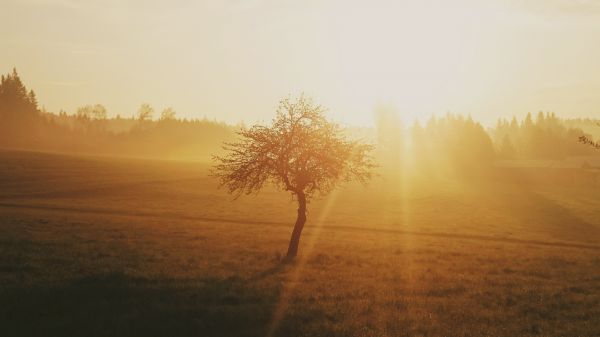 пейзаж, дерево, природа, лес, горизонт, силуэт