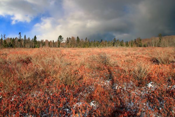 Landschaft, Baum, Natur, Wald, Gras, Horizont