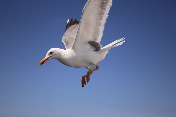 uccello, ala, cielo, animale, uccello marino, volante