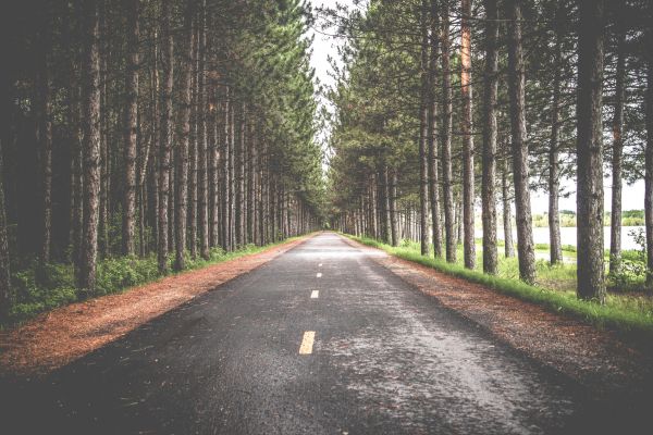 albero,foresta,strada,pista,luce del sole,mattina