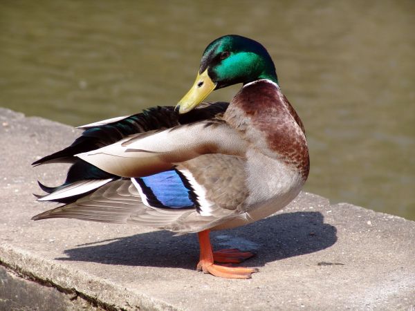 bird,wing,animal,beak,fauna,poultry