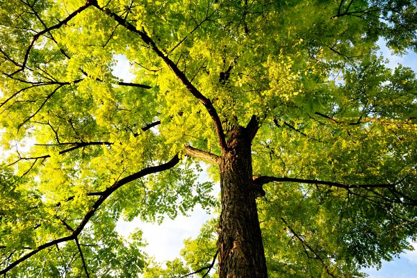 Baum,Wald,Ast,Pflanze,Himmel,Holz