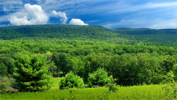 paesaggio, albero, natura, foresta, erba, natura selvaggia