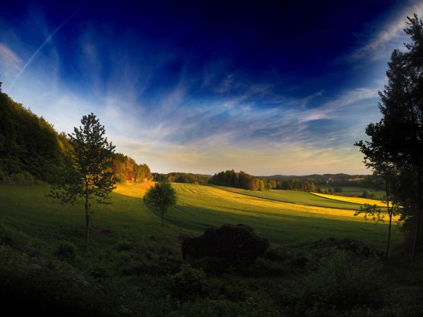 landscape, tree, nature, grass, forest, outdoor