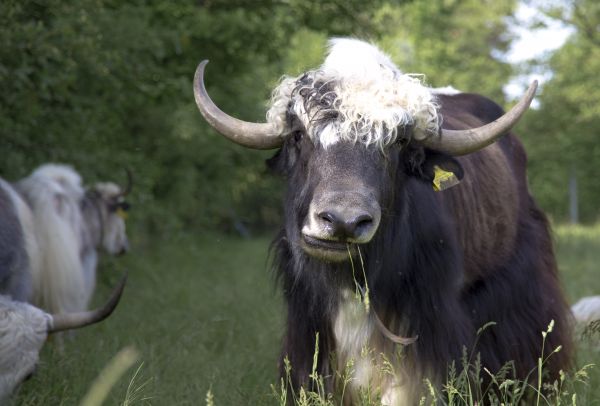 Gras, Wiese, Tierwelt, Horn, das Vieh, Herde